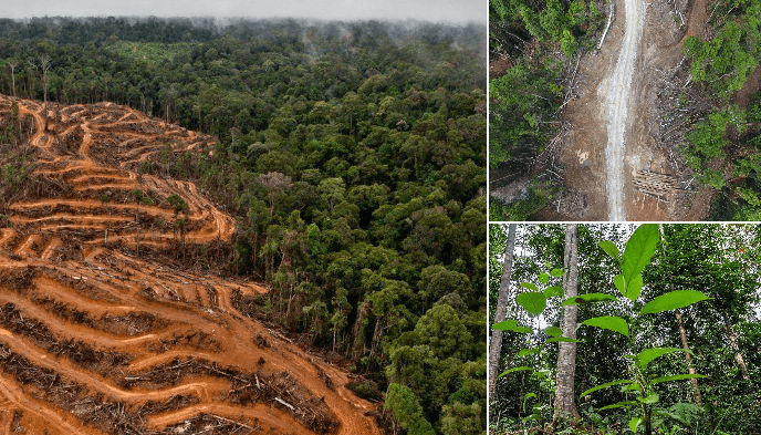 Millions of Hectares of Forest Lost in 2025, Renewing Pressure for Action